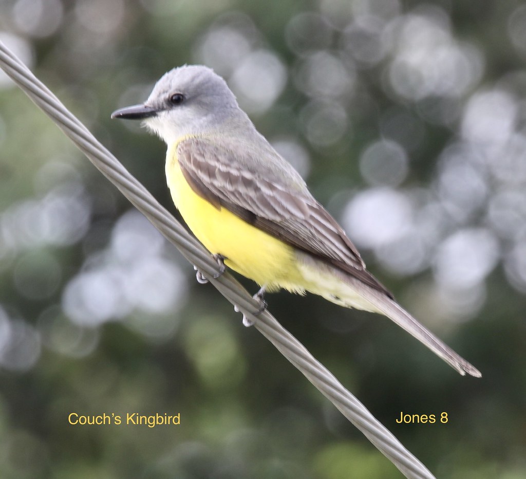 Couch’s Kingbird Charles Vannoy Flickr