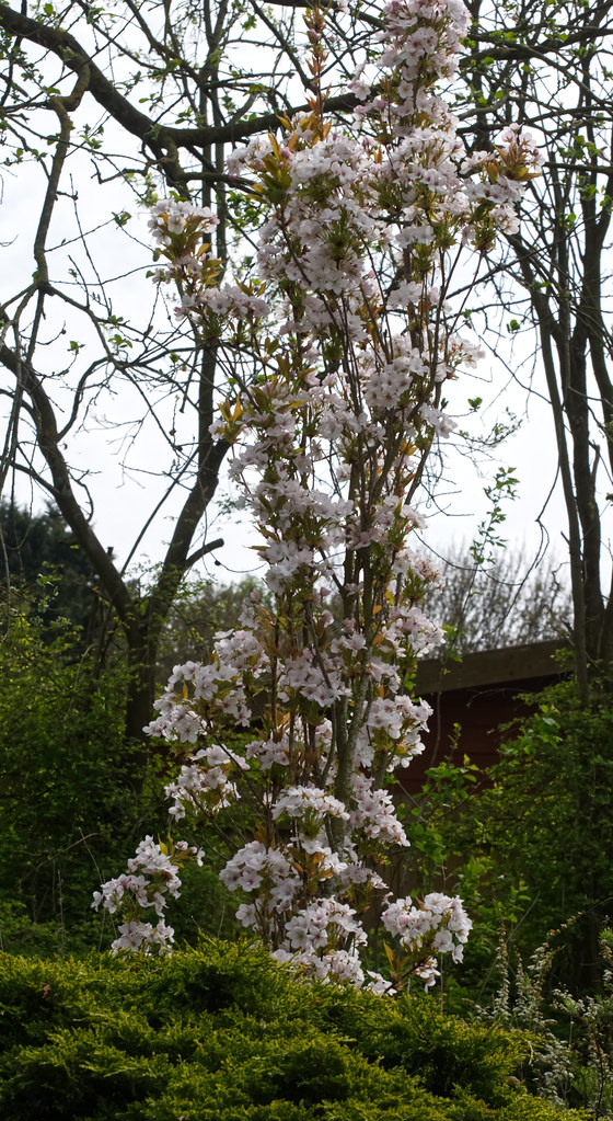 Prunus Amanogawa Japanese Flowering Cherry Tree Prunus A… Flickr