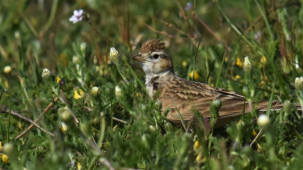 Alouette calandrelle Jacques Dalmau Flickr