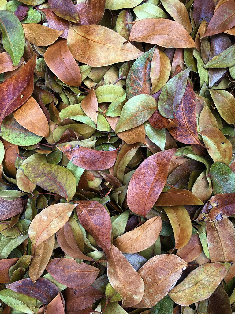 Mahogany tree leaves Caoba Acajou Mogano Mahogany is a str… Flickr
