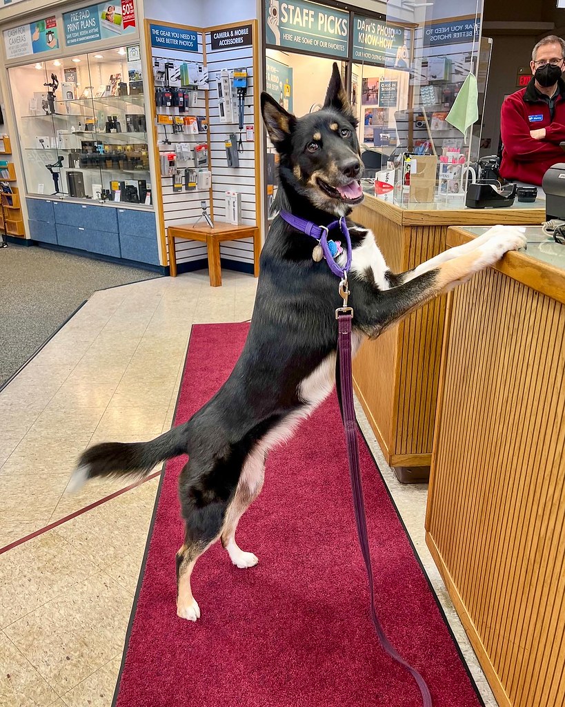 I love pet friendly stores. We went to Dan’s Camera and Ho… Flickr