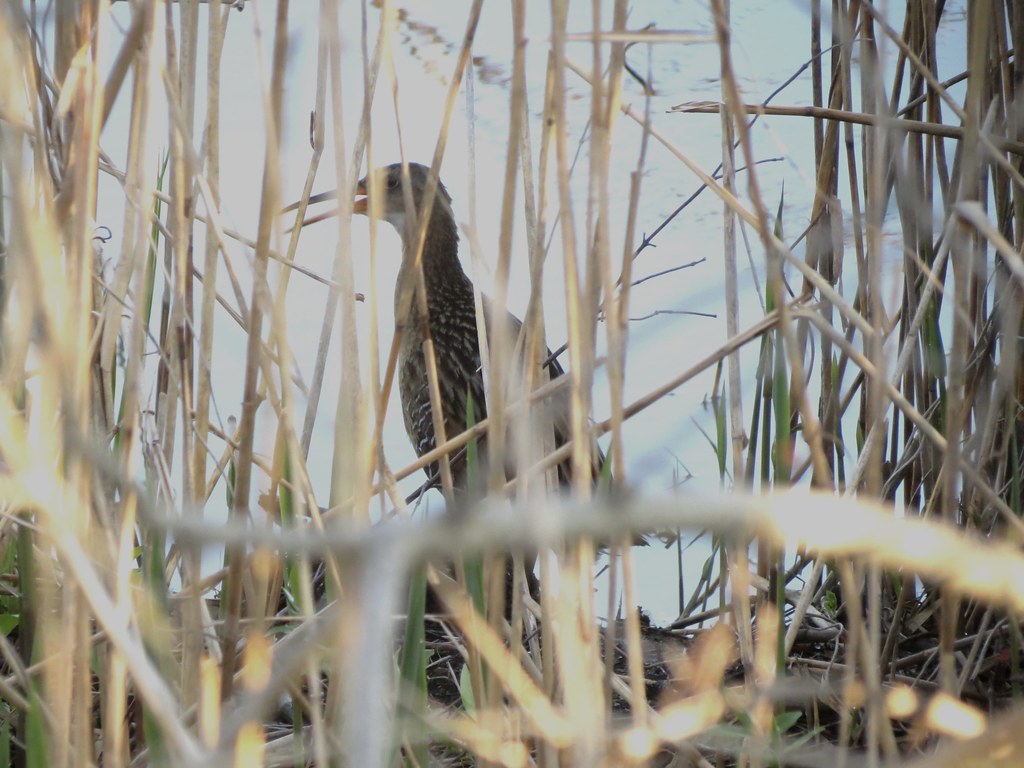 King Rail Cox Neck Rd. Delaware Michael Rosengarten Flickr
