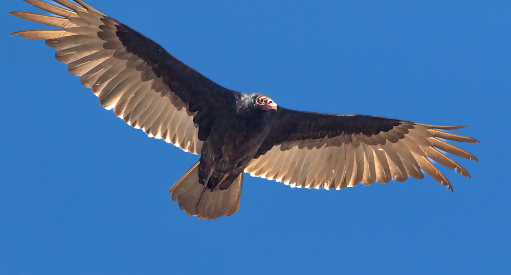 Turkey Vulture Braddock Bay West Spit © David Laiacona… Flickr