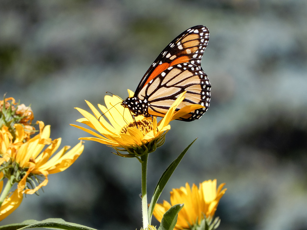 Monarch In The Sunflowers Hays, KS Dblackwood Flickr