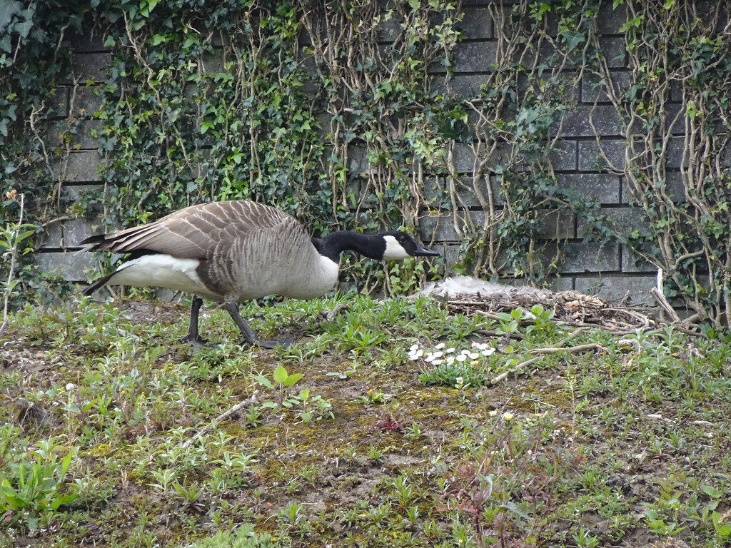Canada Goose Number 2 Wife, MonmouthshireBrecon Canal, Re… Flickr