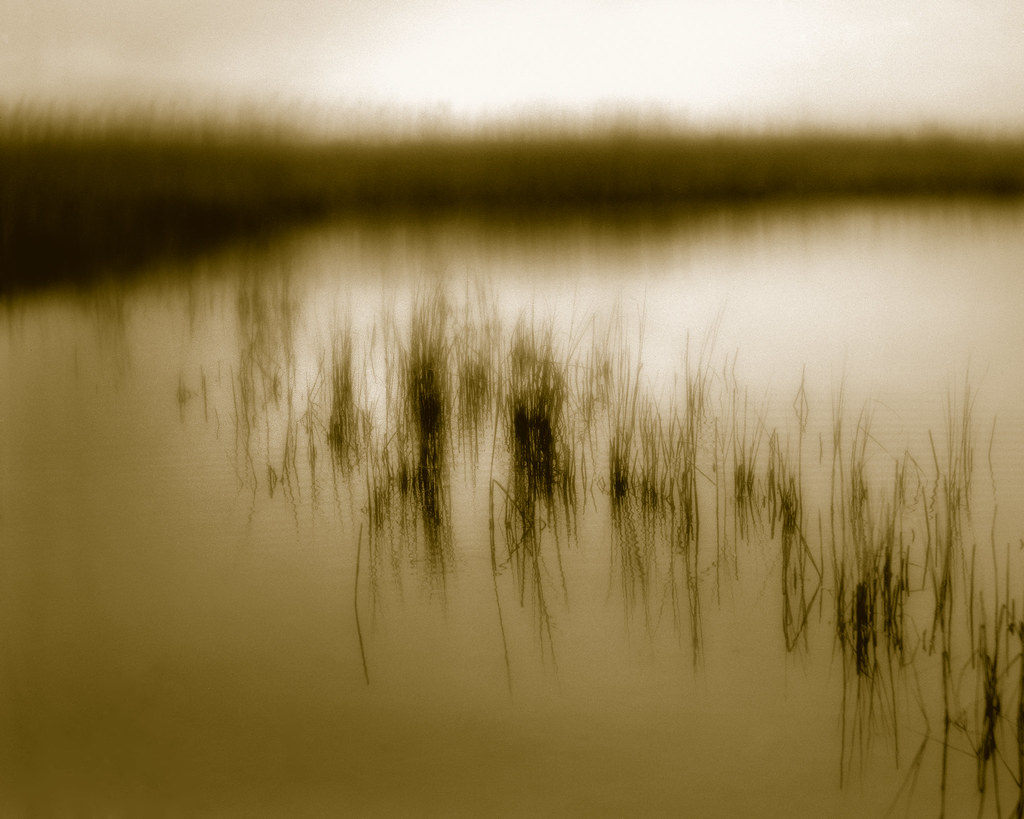 In the marsh at Black Point Chilmark, Massachusetts. 7.25"… Flickr