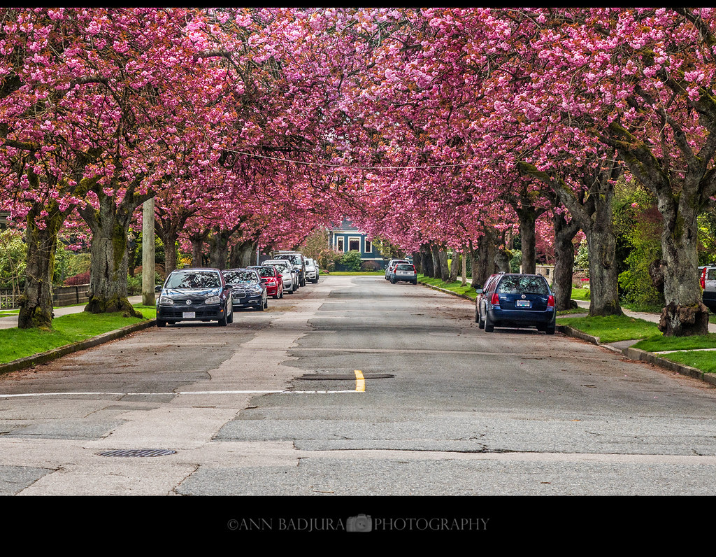 The last of the blossoms in Vancouver, BC, Canada Cherry b… Flickr