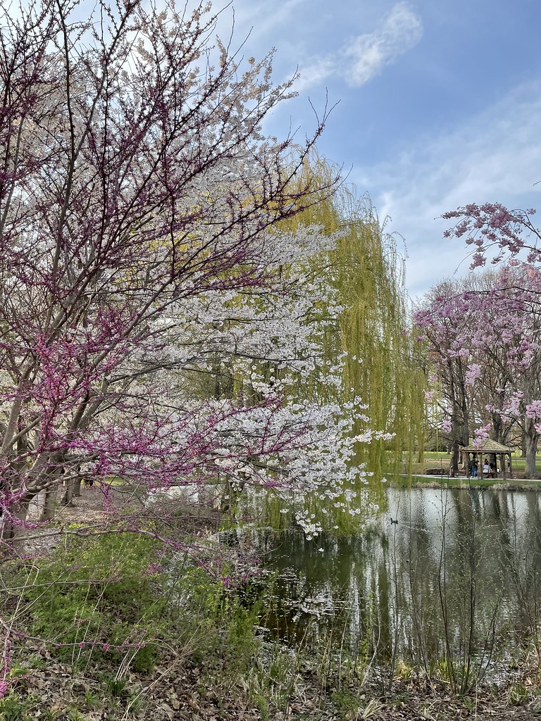 Cherry blossom viewing, Japan House, UIUC Olga Shabalina Flickr