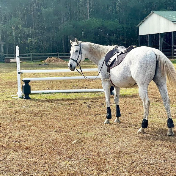 Gelding for Sale in Pamplico, SC Cas is a 2006 17hh OTTB g… Flickr