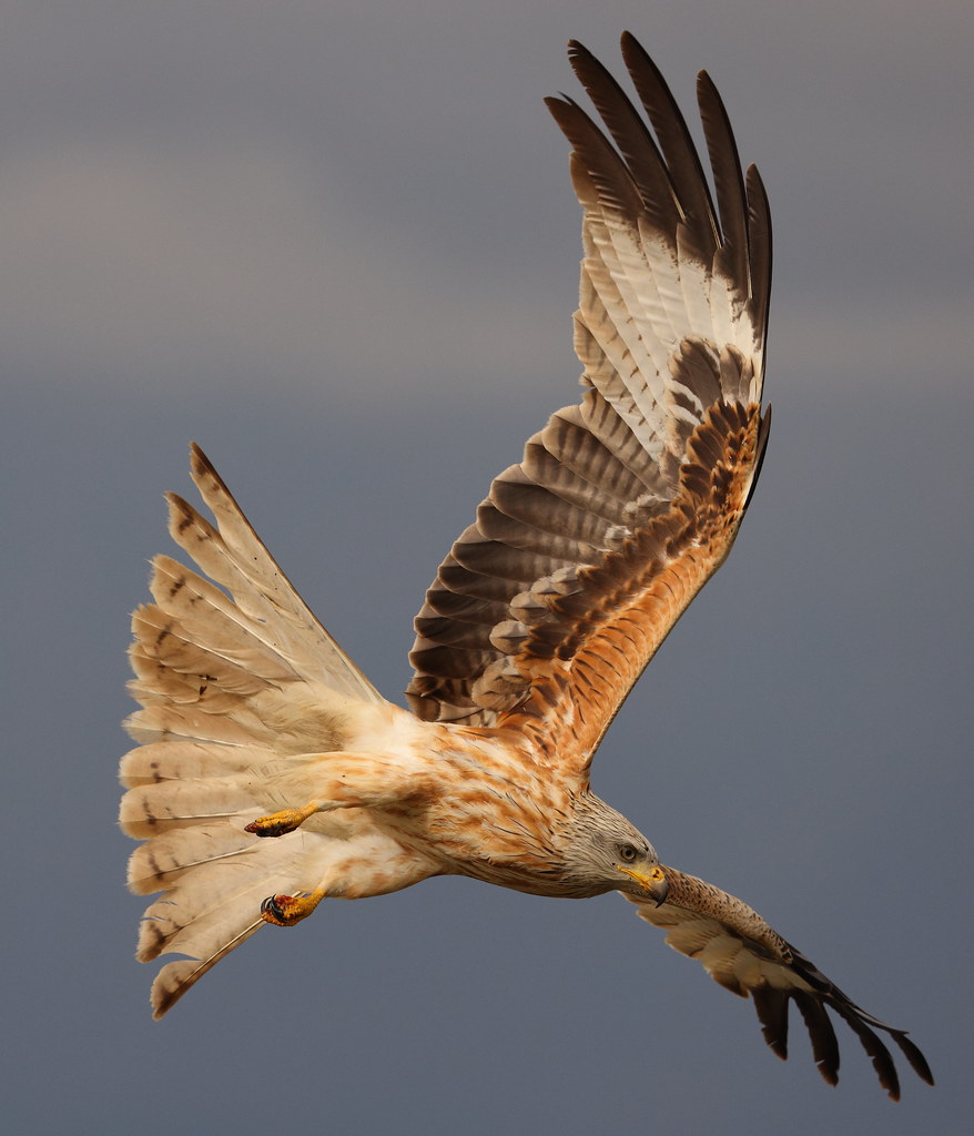 Red Kite Spain phil smith Flickr