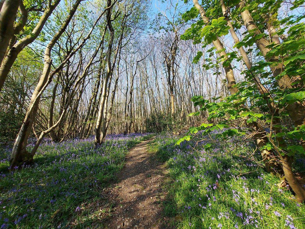 Bluebells Wood, Dorking Derek Photos Flickr