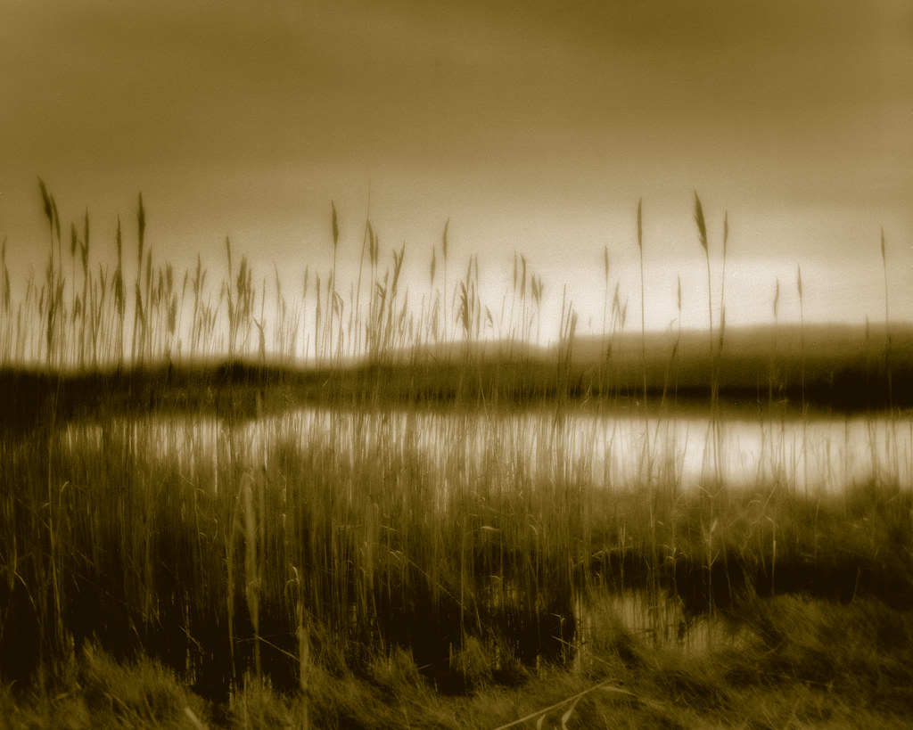 Reeds at Black Point Chilmark, Massachusetts. 7.25" Verito… Flickr