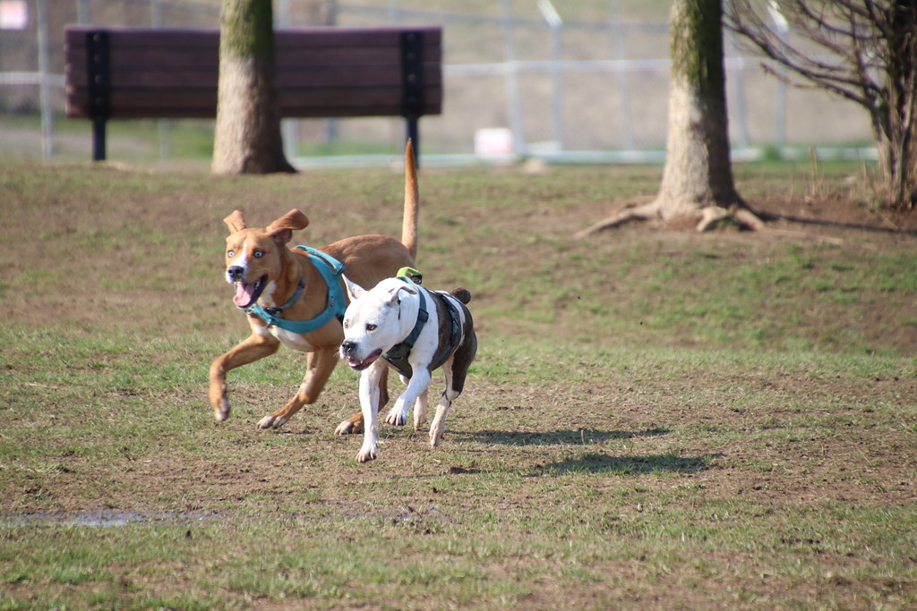 Visit with Runyon to Swift Run Dog Park (Ann Arbor, Michig… Flickr