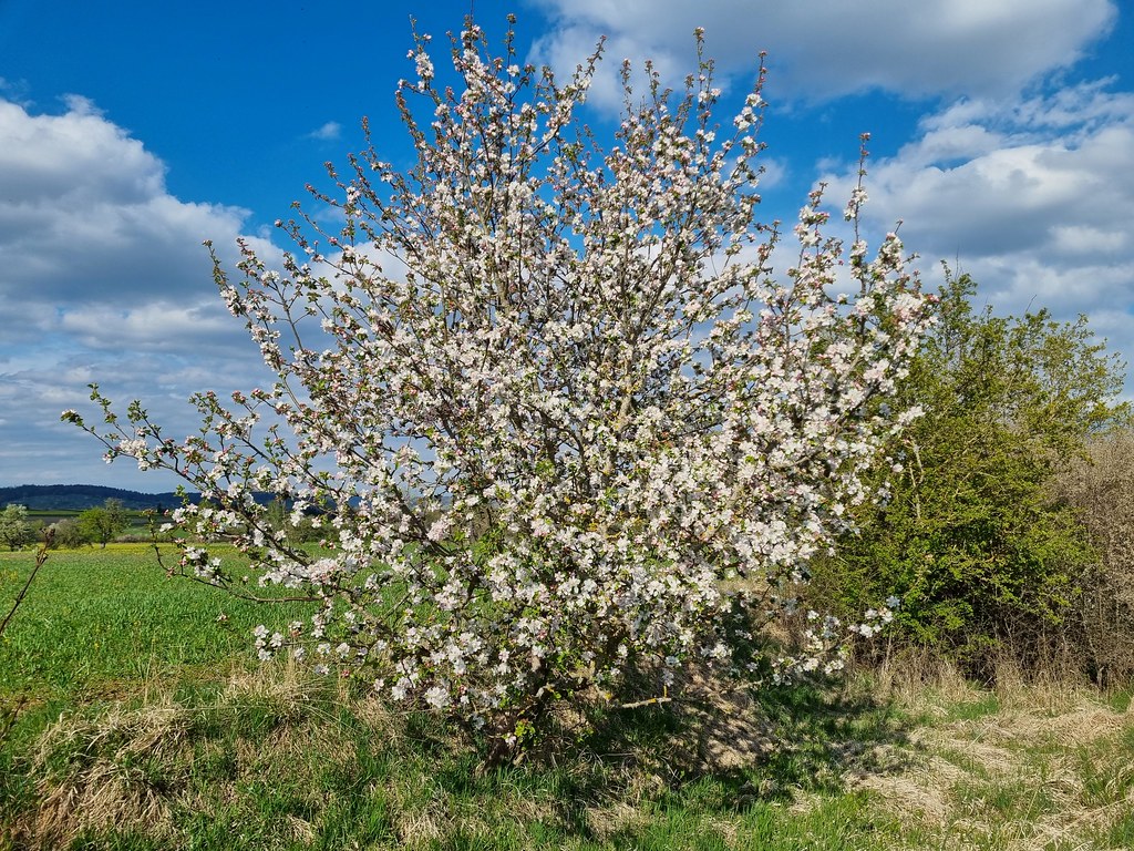 Wild apple tree Maria Bove Flickr