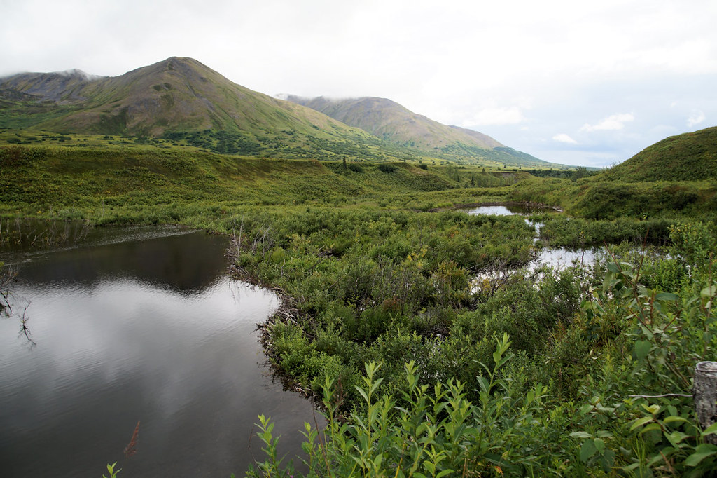 Beaver Dam on Petersville Road, Alaska Judy Jessee Flickr