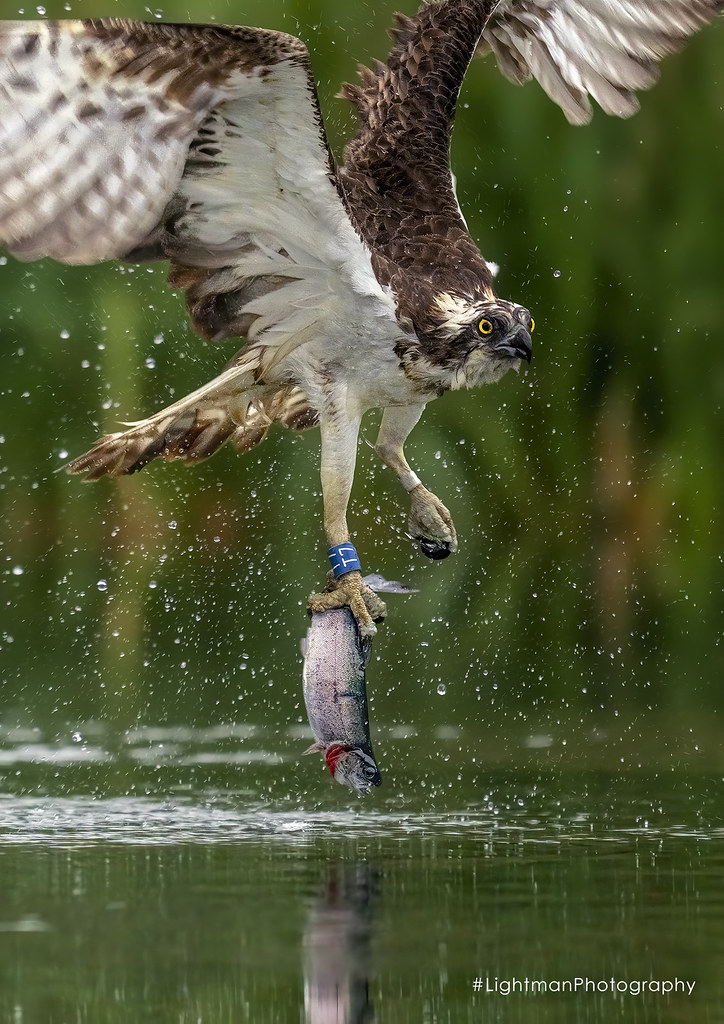 Diving Osprey Follow me to enjoy more photos like this f/2… Flickr