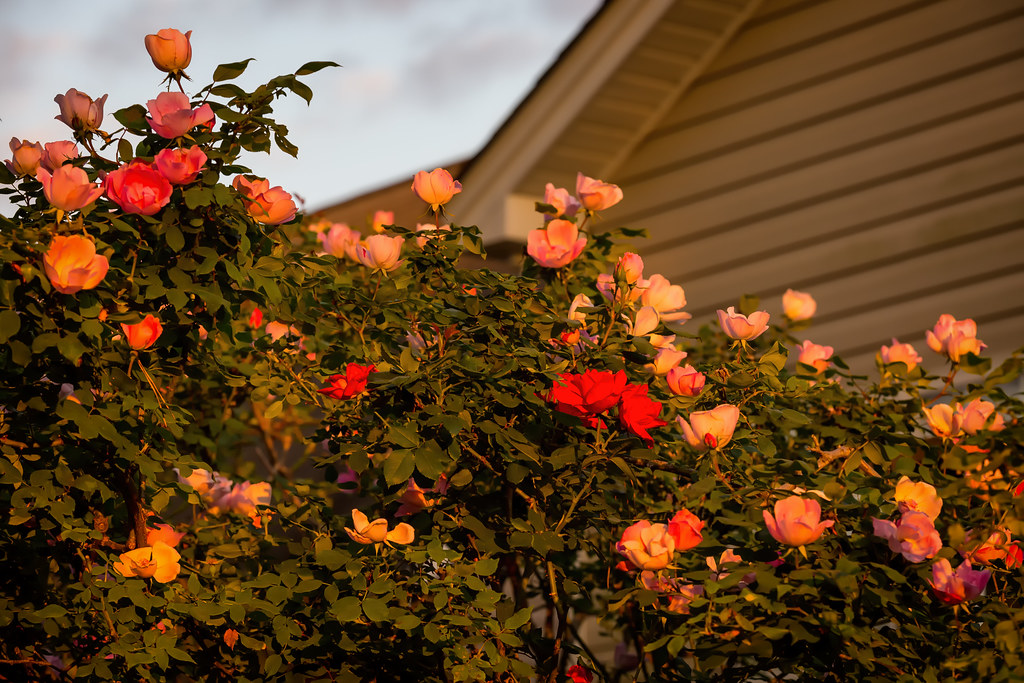 Knockout Roses '22 Winterville, North Carolina R24KBerg Flickr