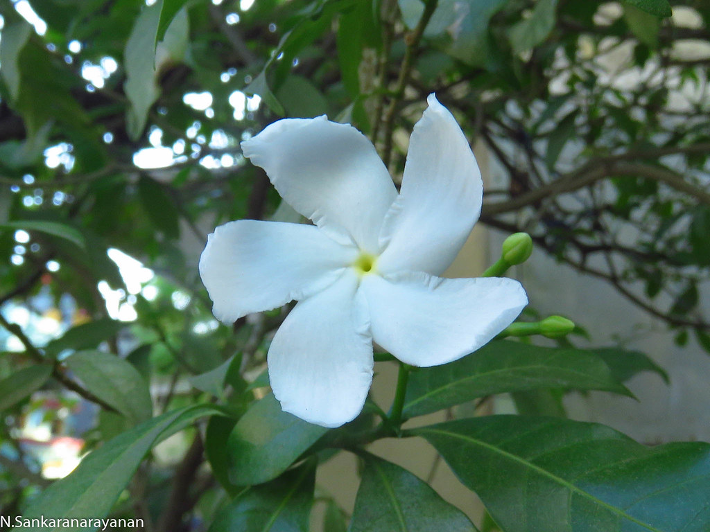 Pinwheel FlowerCrape Jasmine Flower Mental Purity. A mi… Flickr