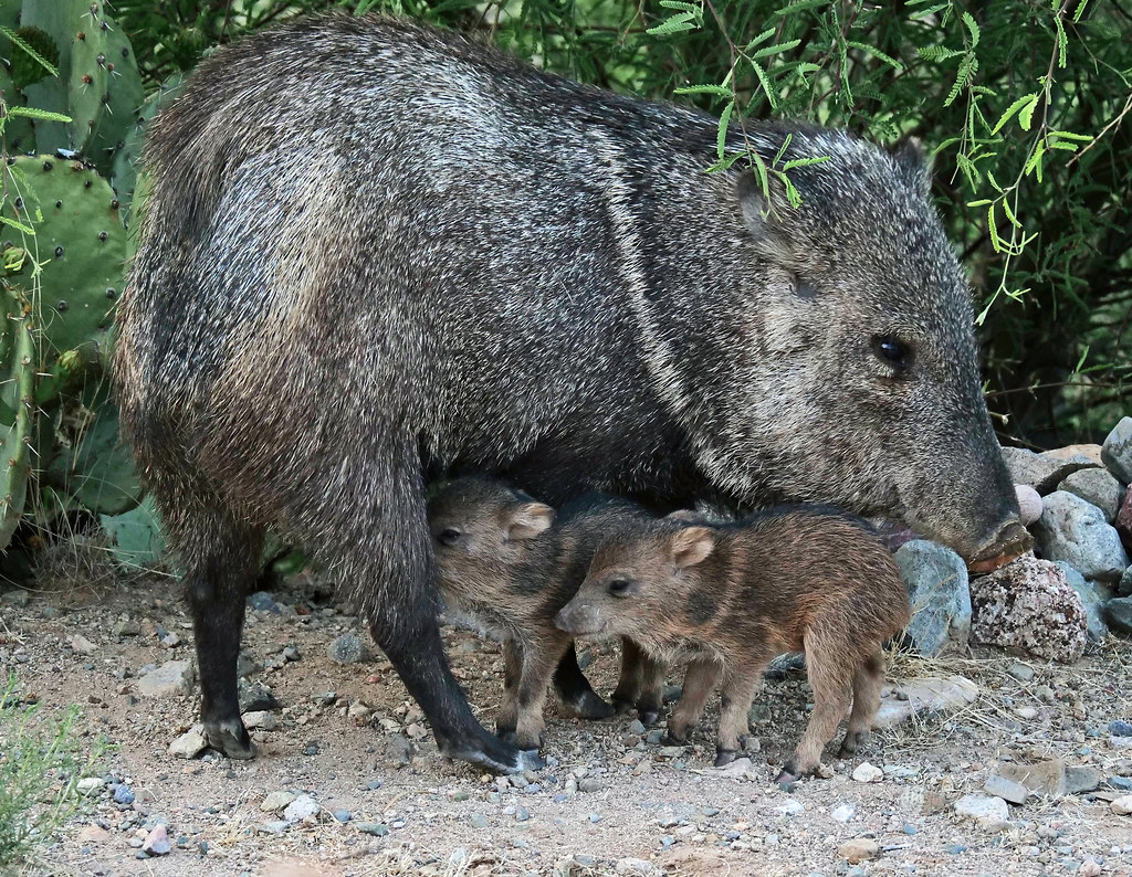 Baby Javelinas Green Valley, AZ blan555 Flickr