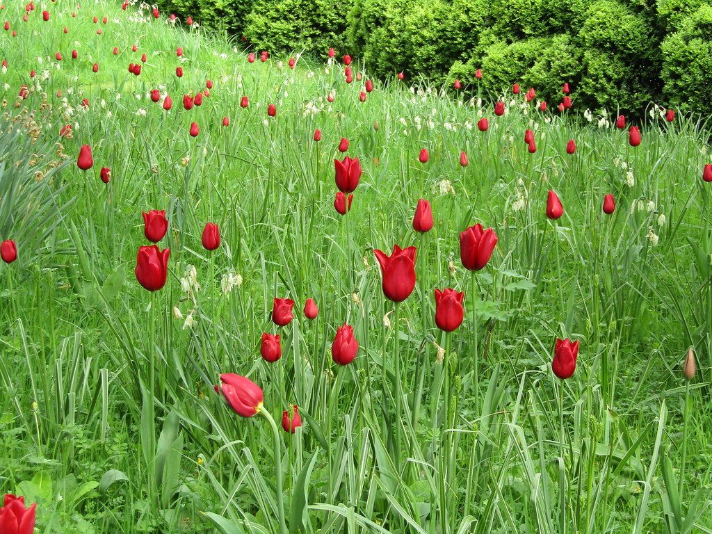 IMG_9671 Arundel, West Sussex. The annual Tulip Festival i… Flickr