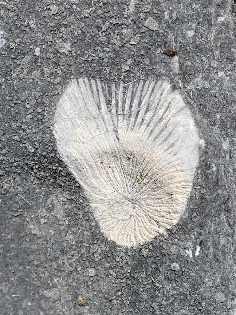Fossils Fossils near Ophir, UT Flickr