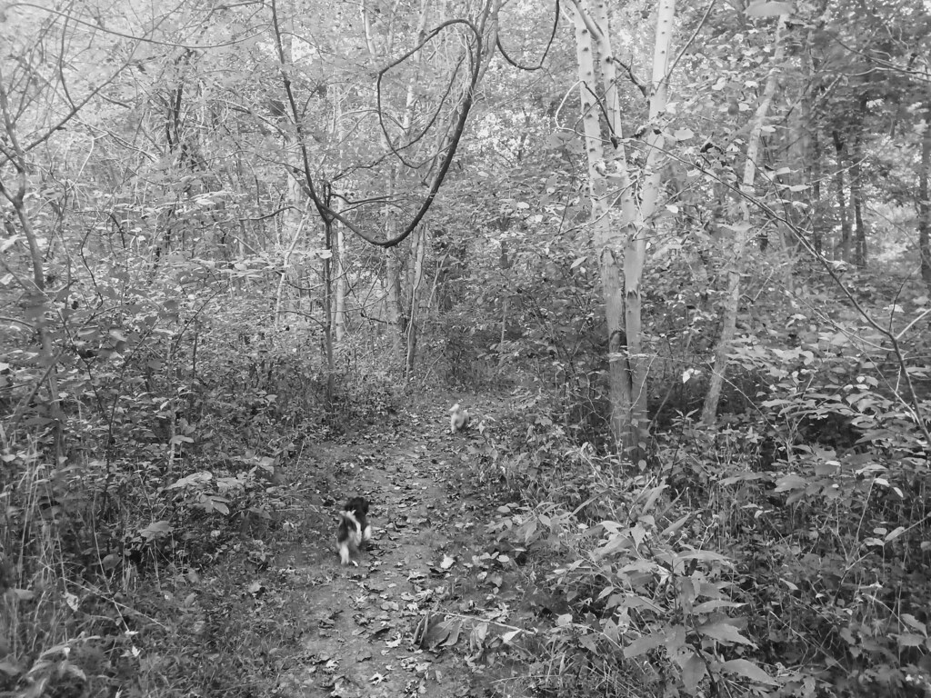 Back Creek Valley West Virginia (62) Beadmanhere Flickr