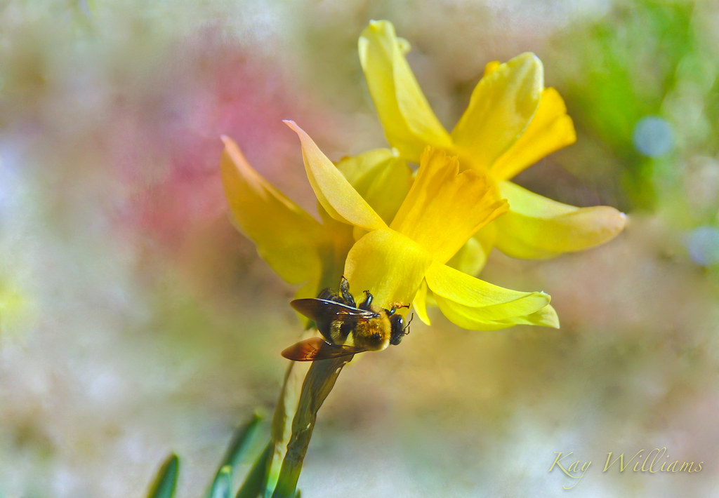 The Uninvited When the flower blooms, the bees come uninvi… Flickr