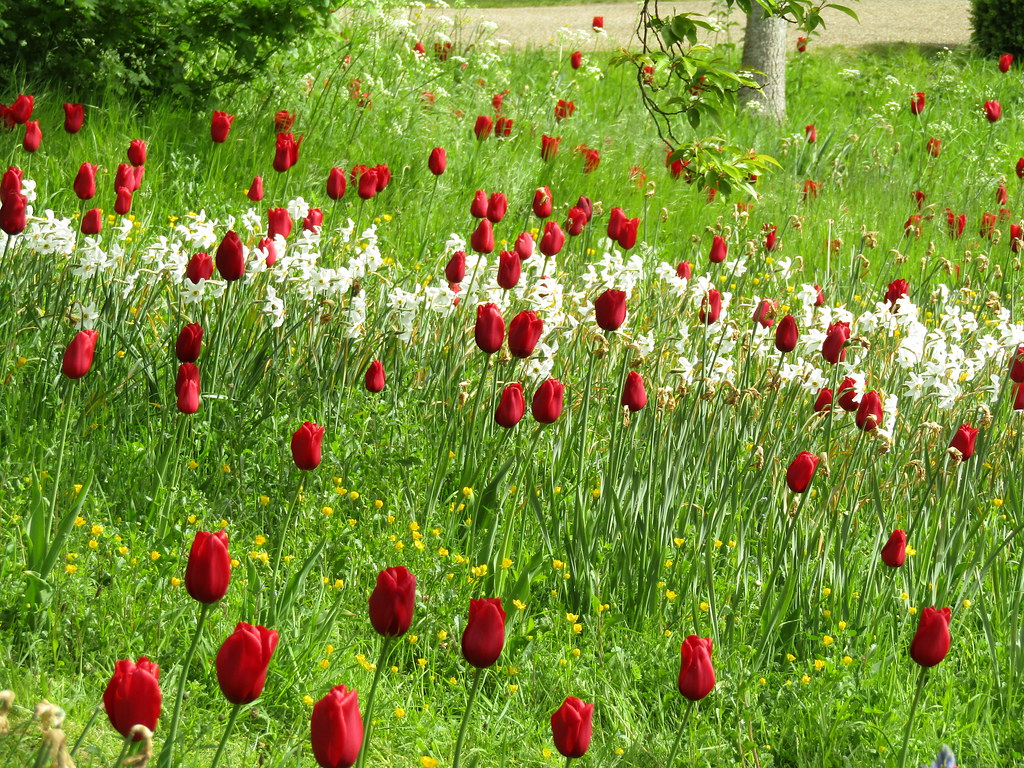IMG_9678 Arundel, West Sussex. The annual Tulip Festival i… Flickr