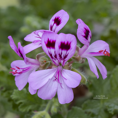 Pelargonium 'Royal Oak' Looking great, flowering in my gre… Flickr