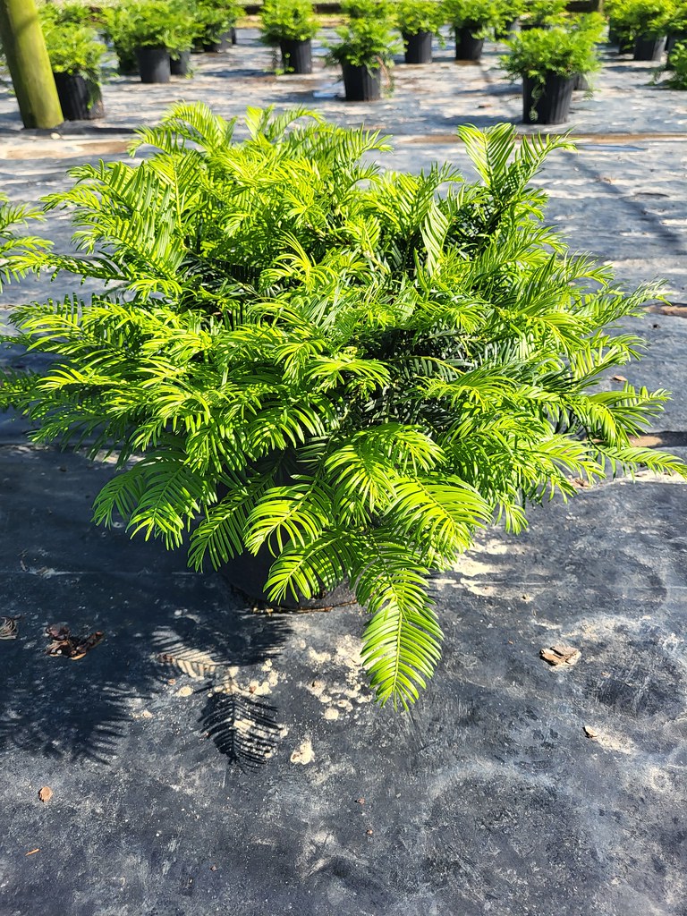 Cephalotaxus h Prostrata 3 E H R Flickr
