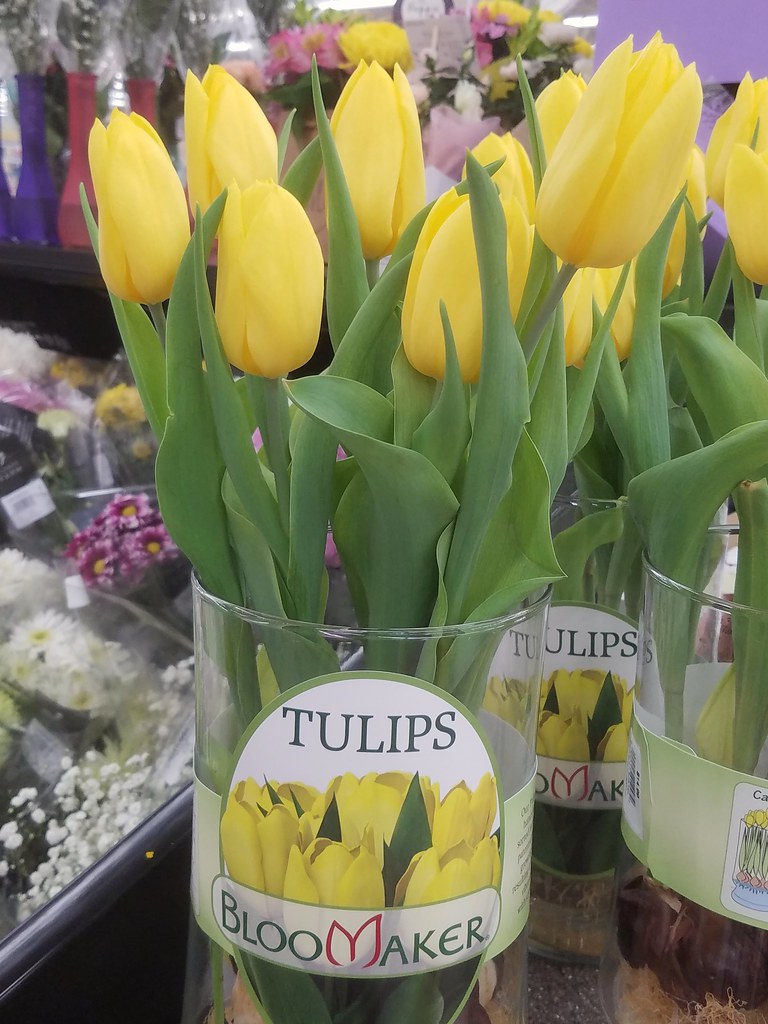 Bloomaker Hydroponically Growing Tulips At Our Local Meije… Flickr