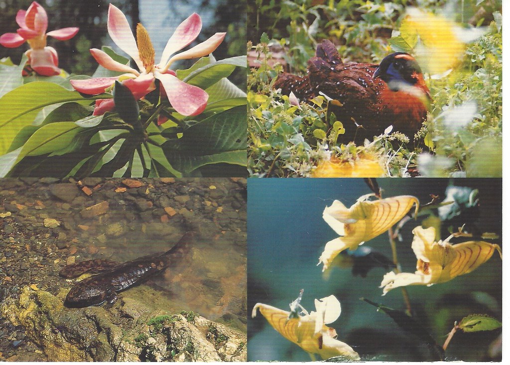 Rare plants and animals, Wulingyuan National Park, Hunan, … Flickr