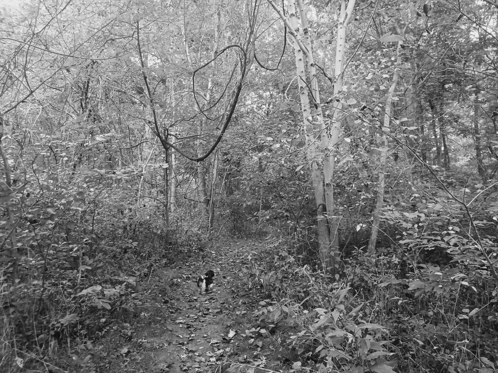 Back Creek Valley West Virginia (64) Beadmanhere Flickr