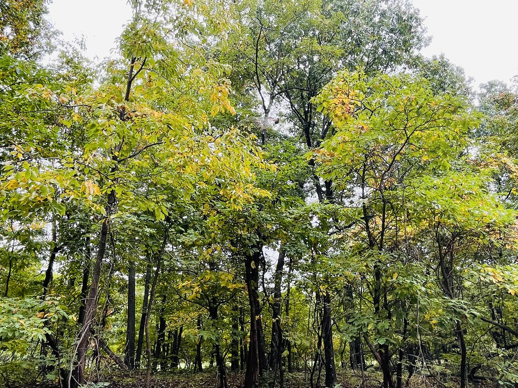 Back Creek Valley West Virginia (132) Beadmanhere Flickr