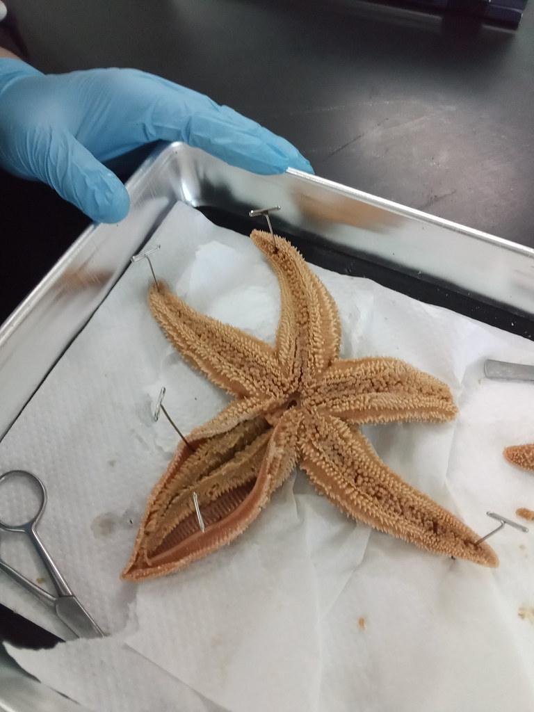22.4.28 Biology II Sea Star Dissection Pemberton4 Flickr