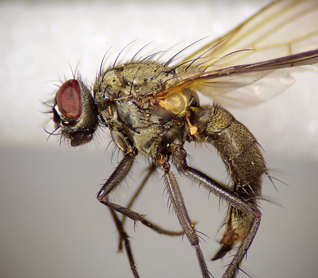 Thricops nigrifrons pinned female Den of Airlie, Angus 4… Flickr