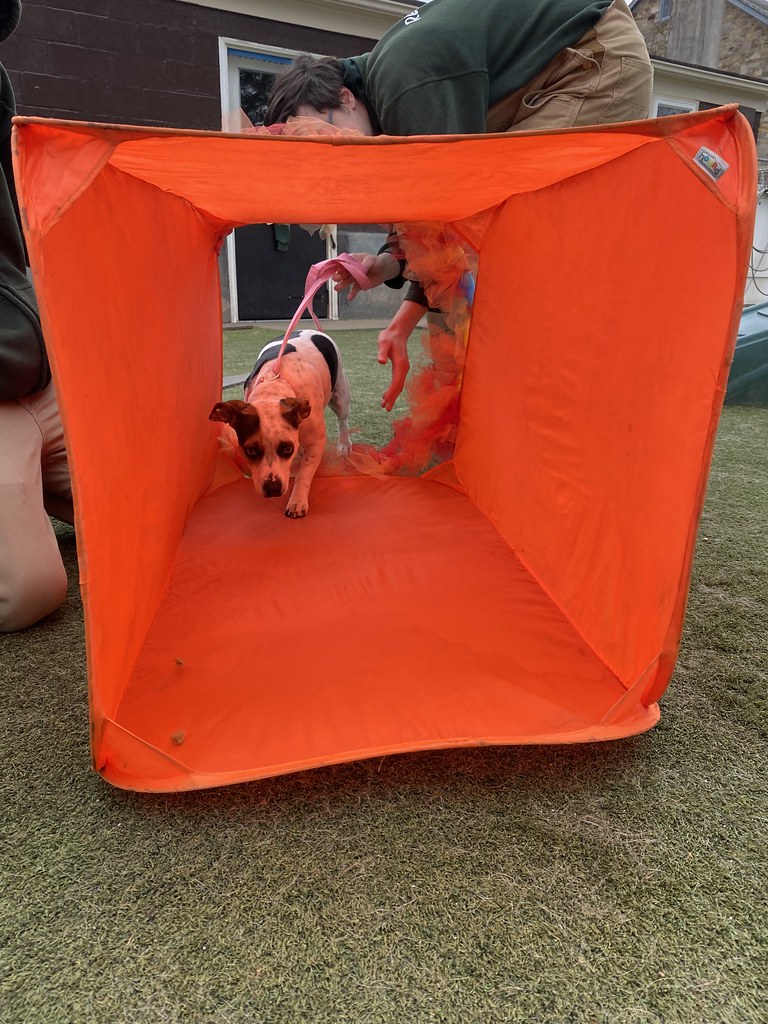 Untitled Holiday House Pet Resort and Training Center Flickr