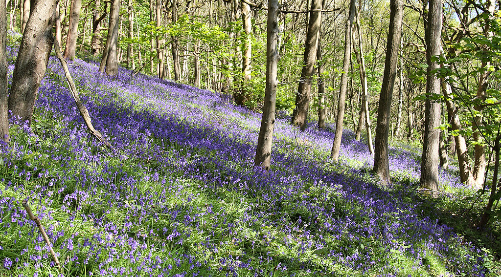 Bluebells, Cromwell Wood (3) Bluebells, Cromwell Wood. Sou… Flickr