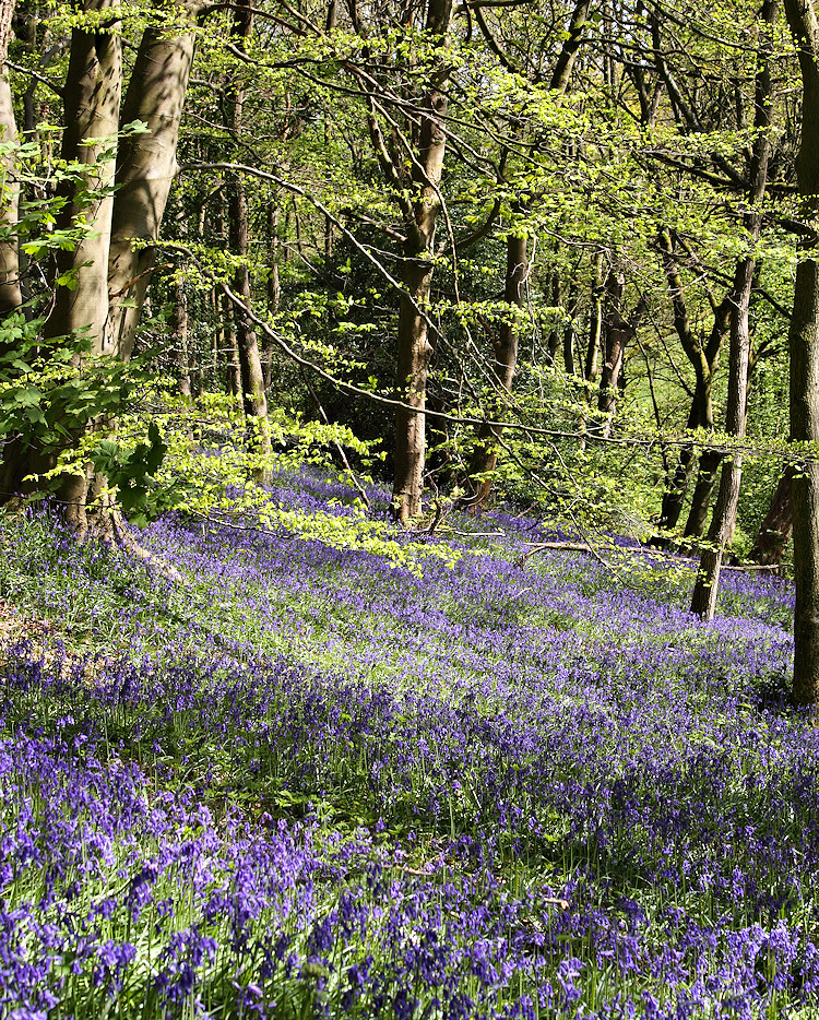 Bluebells,Cromwell Wood (1) The bluebells in Cromwell Wood… Flickr