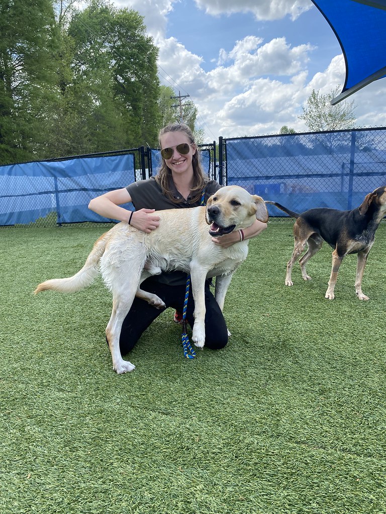 Daily Play Pictures Pack Pet Resort Flickr