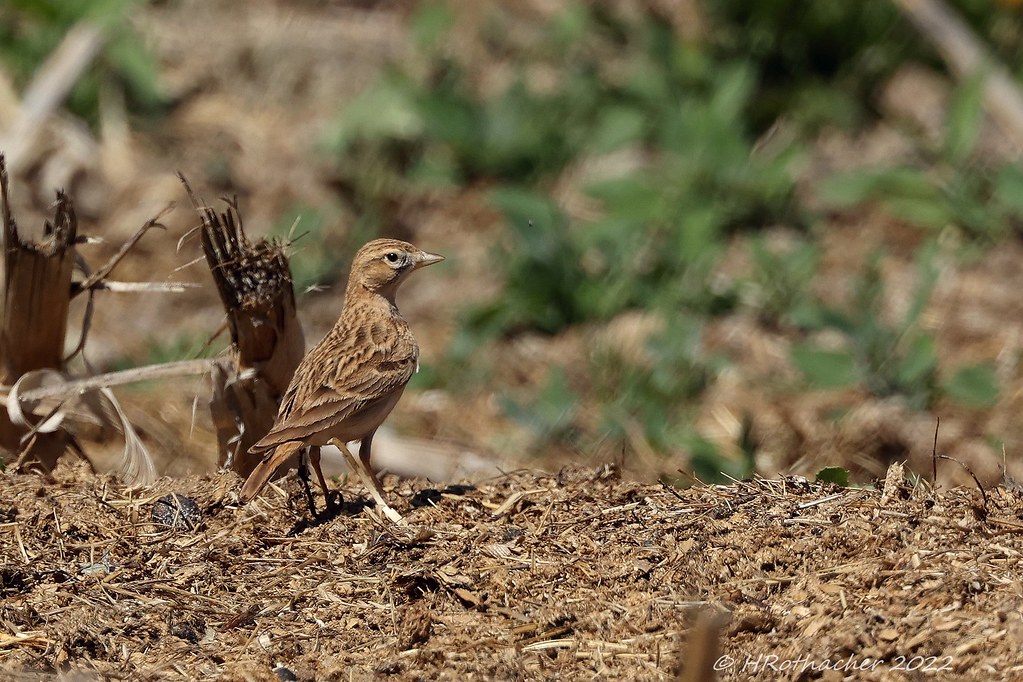 Alouette calandrelle Calandrella brachydactyla Greater… Flickr