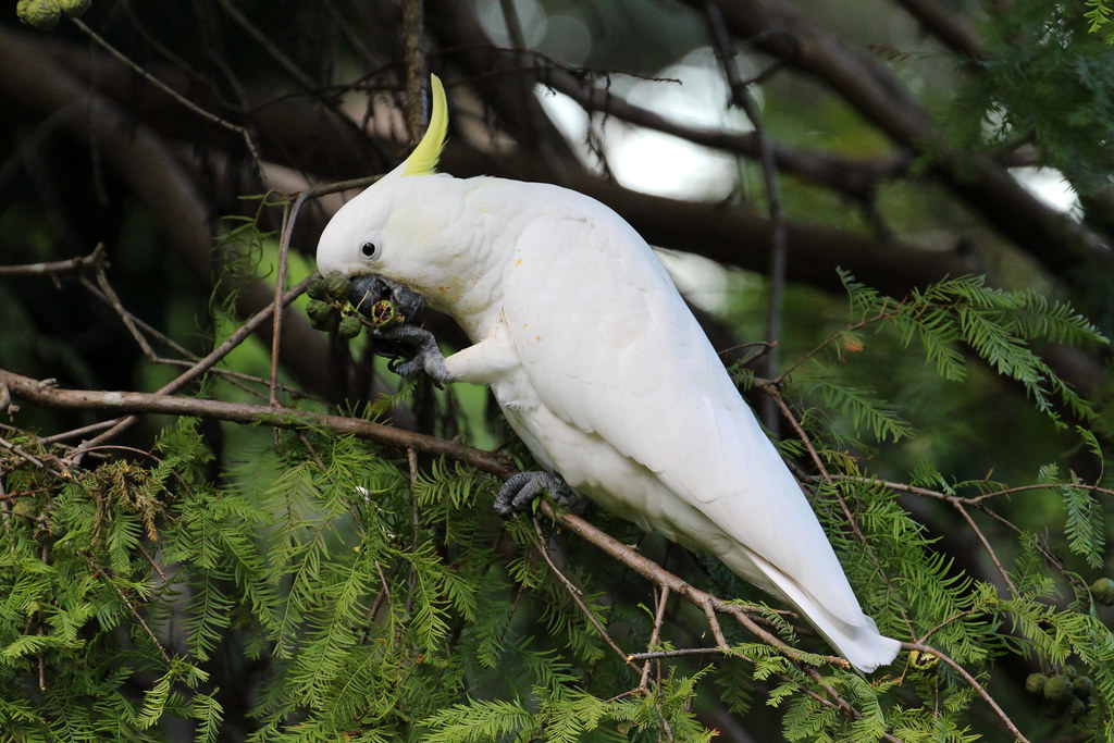 Sulphur Crested Cockatoo Wollongong Botanic Garden Flickr