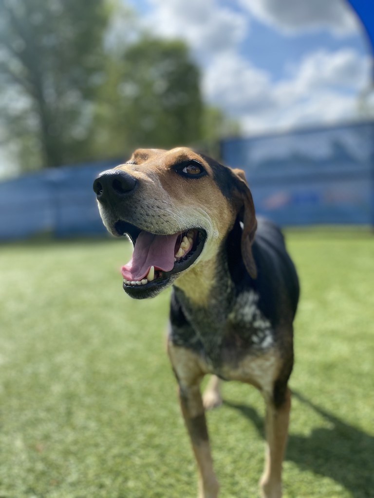 Daily Play Pictures Pack Pet Resort Flickr