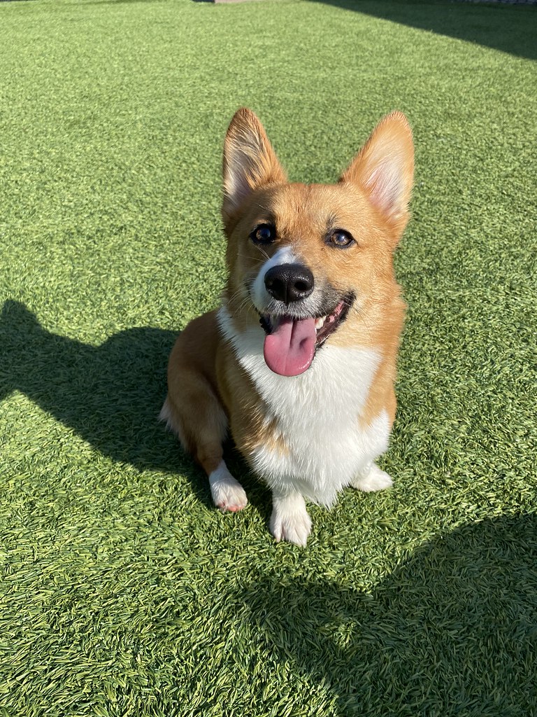 Daily Play Pictures Pack Pet Resort Flickr