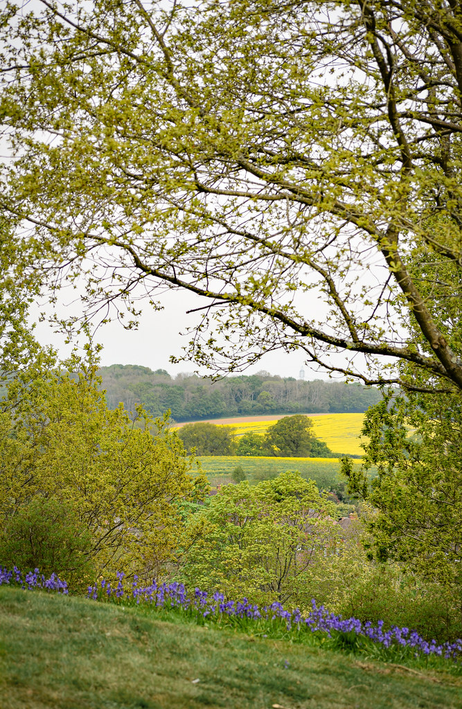 Petworth Petworth house and deer park National Trust Tina Lighten