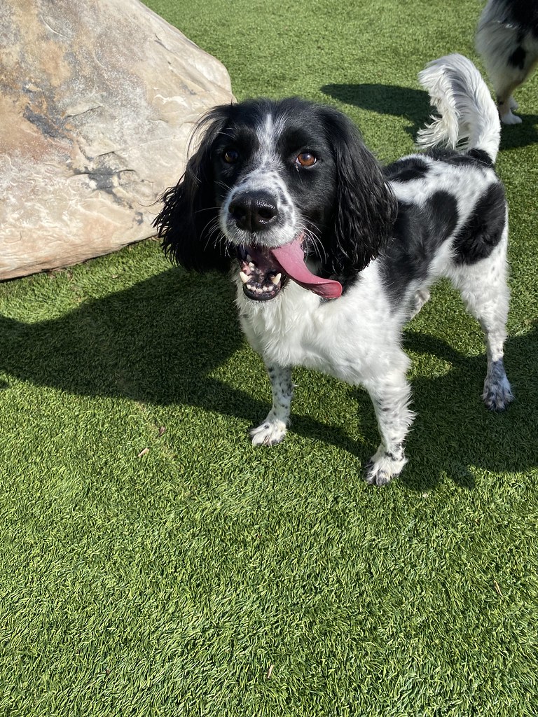 Daily Play Pictures Pack Pet Resort Flickr