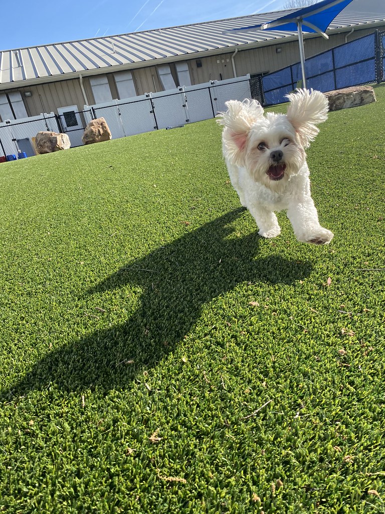 Daily Play Pictures Pack Pet Resort Flickr