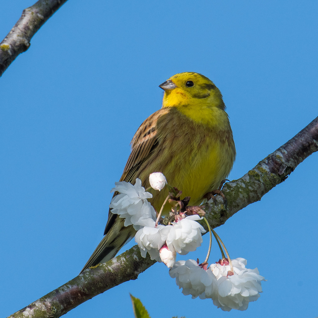 Yellow Hammer Border.Images Flickr