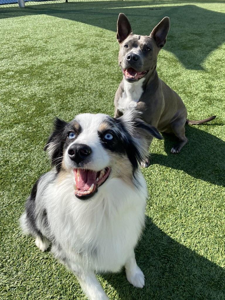 Daily Play Pictures Pack Pet Resort Flickr