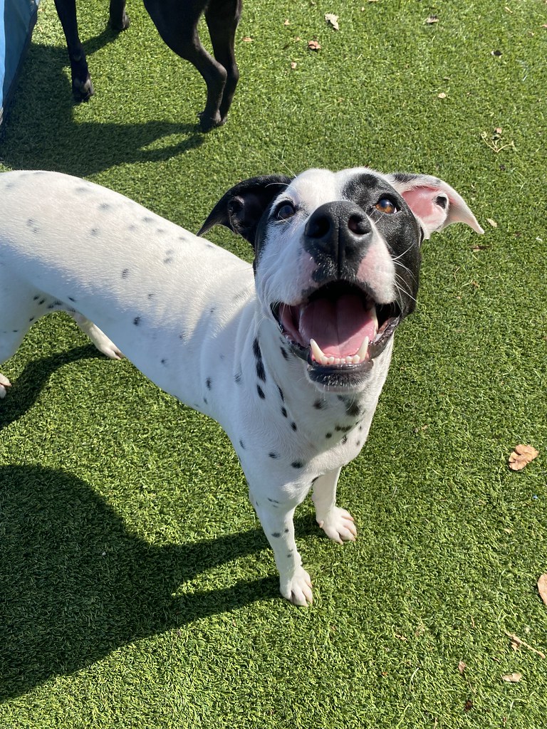 Daily Play Pictures Pack Pet Resort Flickr